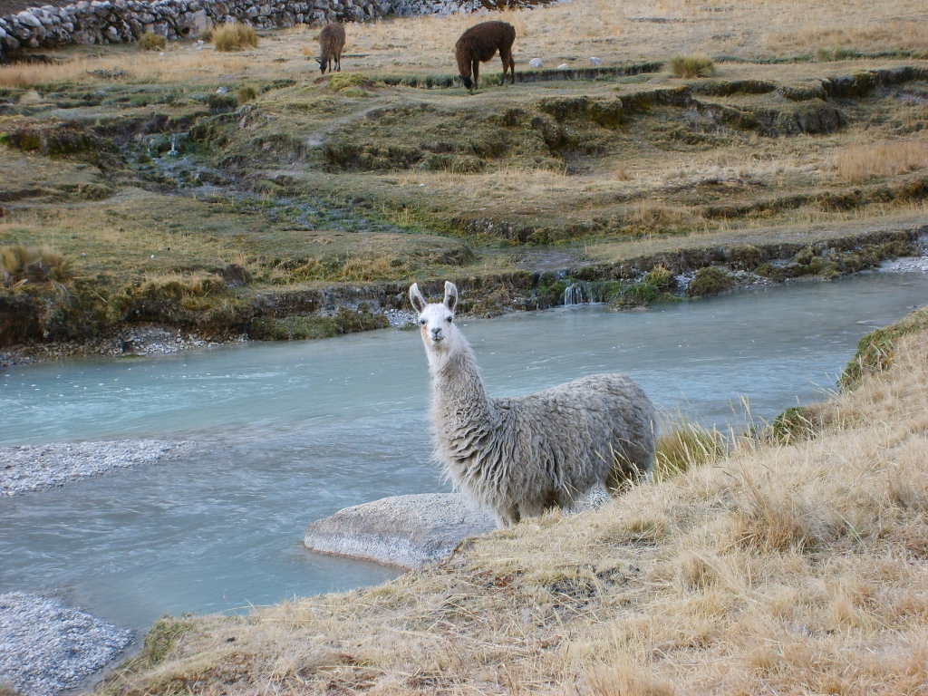 Bolivie - un lama